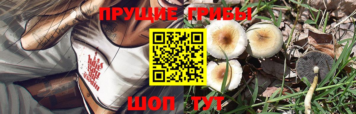 Псилоцибиновые грибы Psilocybe  Вход с VPN  Галлюциногенные грибы Cubensis  Лесной 
